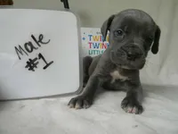 Male 1 , a male Cane Corso for sale in Bethany, MO – 2 of 4