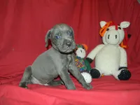 Male 1 , a male Cane Corso for sale in Bethany, MO – 4 of 4