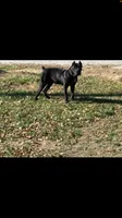 Light green boy, a male Cane Corso for sale in Bethany, MO – 3 of 4