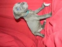 Male 1 , a male Cane Corso for sale in Bethany, MO – 3 of 4