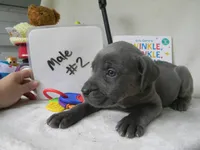 Male 2 , a male Cane Corso for sale in Bethany, MO – 2 of 5