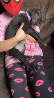 Light purple girl , a female Cane Corso for sale in Bethany, MO – 3 of 4