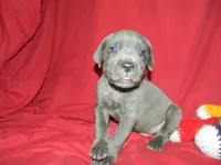 Male 2 , a male Cane Corso for sale in Bethany, MO – 5 of 5