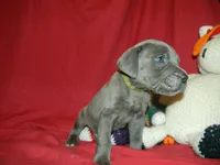 Male 2 , a male Cane Corso for sale in Bethany, MO – 3 of 5