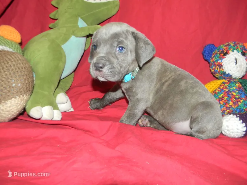 Male 3  – Cane Corso puppy for sale in Bethany, MO