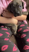Light green boy, a male Cane Corso for sale in Bethany, MO – 2 of 4