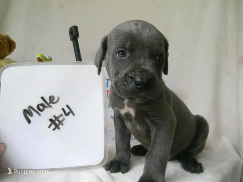 Male 4 – Cane Corso puppy for sale in Bethany, MO