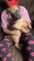 Formentino  boy, a male Cane Corso for sale in Bethany, MO – 4 of 4