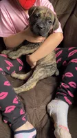 Dark green boy, a male Cane Corso for sale in Bethany, MO – 3 of 4