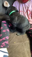 Green collar boy , a male Cane Corso for sale in Bethany, MO – 3 of 4