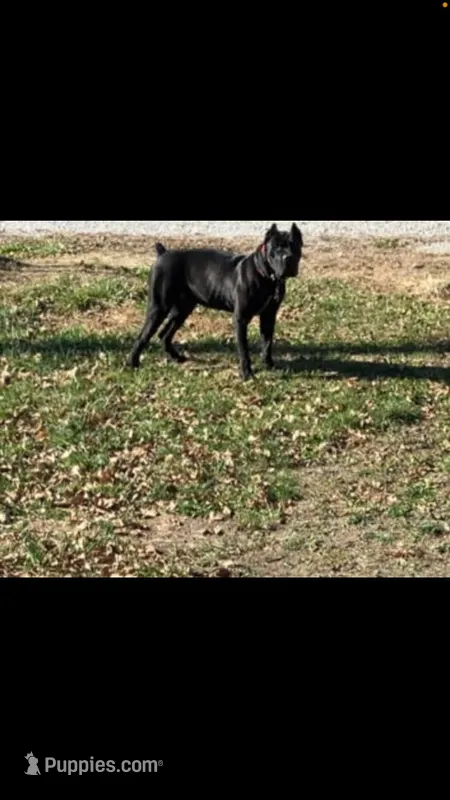 Light purple girl  – Cane Corso puppy for sale in Bethany, MO