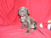 Female 4 , a female Cane Corso for sale in Bethany, MO – 3 of 5