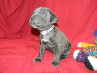 Female 4 , a female Cane Corso for sale in Bethany, MO – 5 of 5