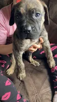 Dark green boy, a male Cane Corso for sale in Bethany, MO – 4 of 4
