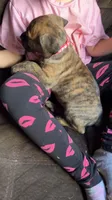 Pink girl, a female Cane Corso for sale in Bethany, MO – 3 of 4