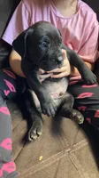 Green collar boy , a male Cane Corso for sale in Bethany, MO – 1 of 4