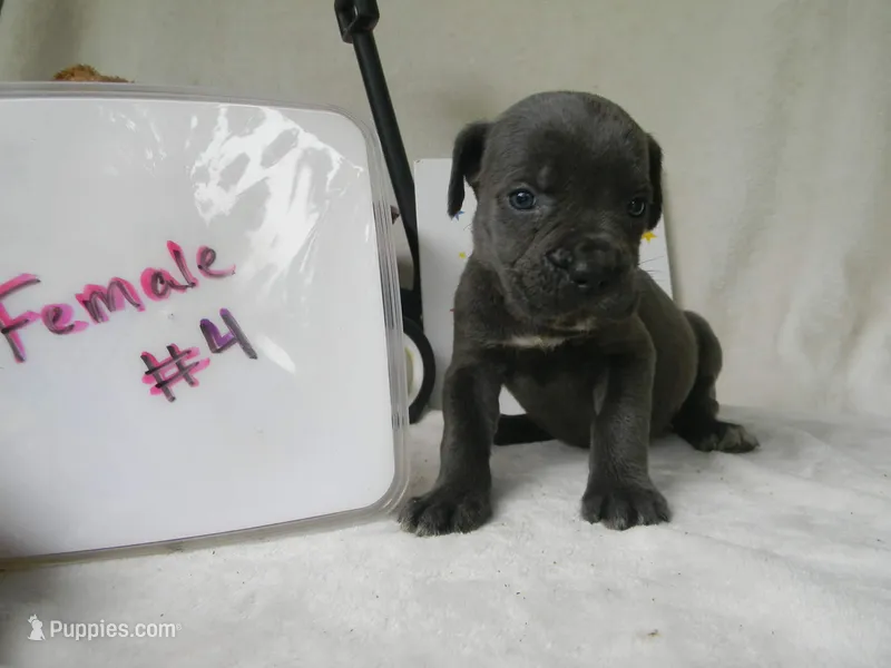 Female 4 iccf/akc registered  – Cane Corso puppy for sale in Bethany, MO