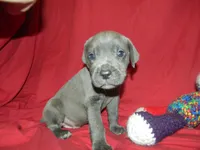 Male 2 , a male Cane Corso for sale in Bethany, MO – 4 of 5
