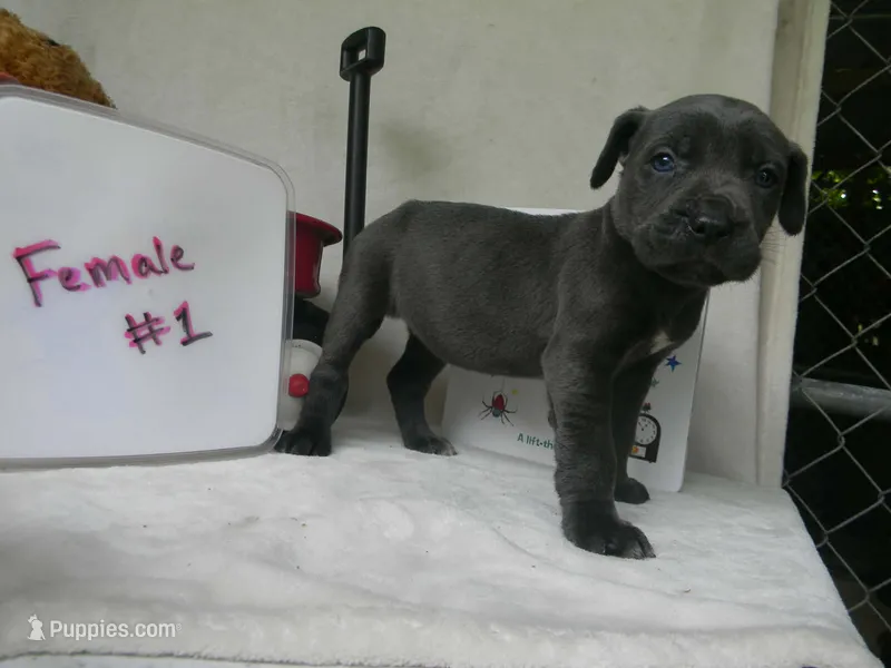 Female 1 iccf registered  – Cane Corso puppy for sale in Bethany, MO
