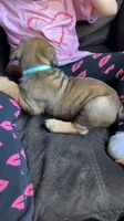 Teal collar boy , a male Cane Corso for sale in Bethany, MO – 4 of 4