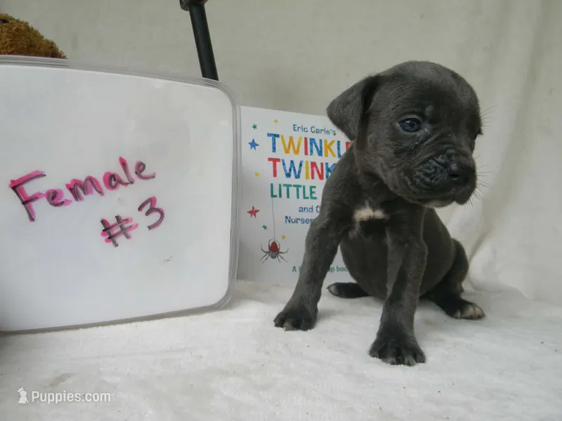 Female 3  – Cane Corso puppy for sale in Bethany, MO