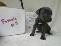 Female 3 , a female Cane Corso for sale in Bethany, MO – 1 of 1