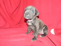 Female 4 , a female Cane Corso for sale in Bethany, MO – 4 of 5