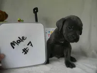 Male 7, a male Cane Corso for sale in Bethany, MO – 1 of 1