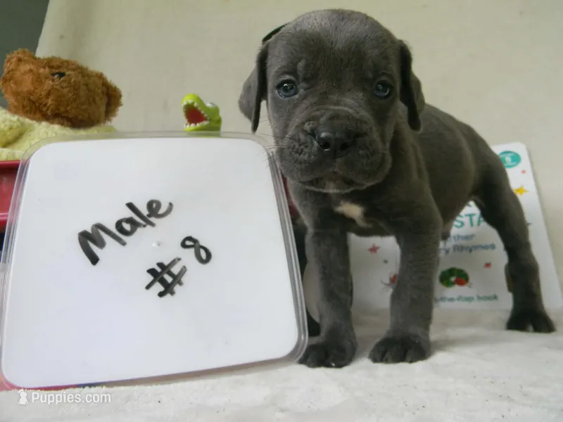 Male 8 – Cane Corso puppy for sale in Bethany, MO