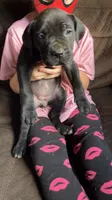 Light purple girl , a female Cane Corso for sale in Bethany, MO – 2 of 4