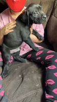 Orange boy, a male Cane Corso for sale in Bethany, MO – 3 of 4