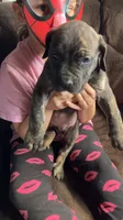 Light green boy, a male Cane Corso for sale in Bethany, MO – 1 of 4