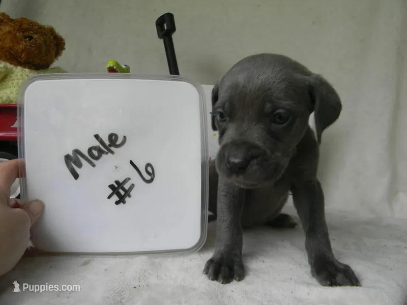 Male 6 iccf/akc registered  – Cane Corso puppy for sale in Bethany, MO