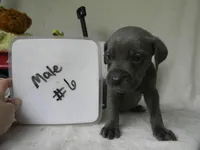 Male 6 iccf/akc registered , a male Cane Corso for sale in Bethany, MO – 1 of 1