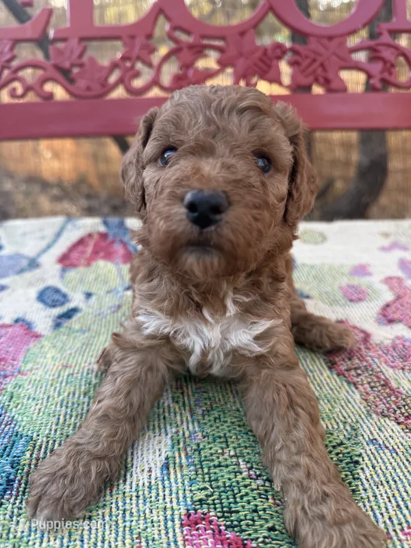 Savanna – Miniature Goldendoodle puppy for sale in Cottonwood, CA