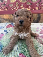 Savanna, a female Miniature Goldendoodle for sale in Cottonwood, CA – 1 of 3