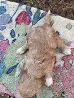 Sam, a male Miniature Goldendoodle for sale in Cottonwood, CA – 3 of 5
