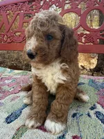 Jack, a male Miniature Goldendoodle for sale in Cottonwood, CA – 2 of 5