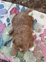 Jack, a male Miniature Goldendoodle for sale in Cottonwood, CA – 3 of 5