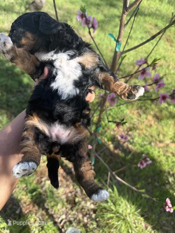Celeste – Miniature Goldendoodle puppy for sale in Cottonwood, CA
