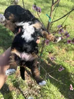 Celeste, a female Miniature Goldendoodle for sale in Cottonwood, CA – Photo 1 of 2
