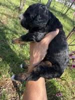 Celeste, a female Miniature Goldendoodle for sale in Cottonwood, CA – Photo 2 of 2