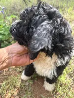 Jack, a male Miniature Goldendoodle for sale in Cottonwood, CA – Photo 3 of 6