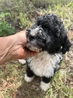 Jack, a male Miniature Goldendoodle for sale in Cottonwood, CA – Photo 2 of 6