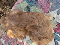 Taylor, a male Miniature Goldendoodle for sale in Cottonwood, CA – 4 of 6