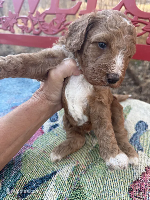 Jack – Miniature Goldendoodle puppy for sale in Cottonwood, CA
