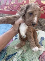 Jack, a male Miniature Goldendoodle for sale in Cottonwood, CA – 1 of 5