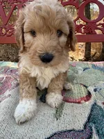 Sam, a male Miniature Goldendoodle for sale in Cottonwood, CA – 4 of 6