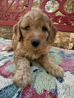 Taylor, a male Miniature Goldendoodle for sale in Cottonwood, CA – 2 of 6
