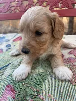 Sam, a male Miniature Goldendoodle for sale in Cottonwood, CA – 2 of 5